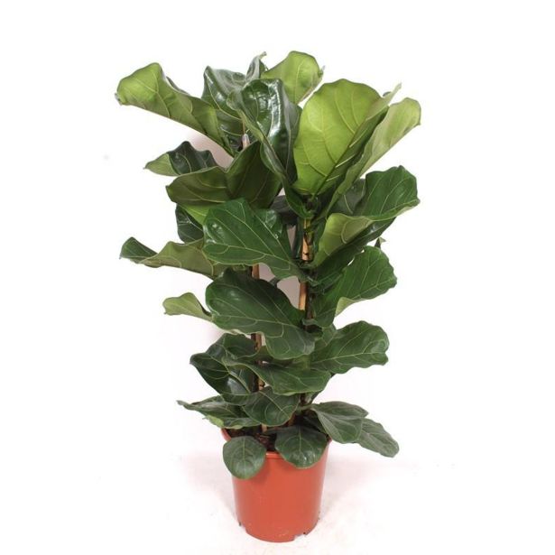 FIKUS LYRATA L27 CM 2ST