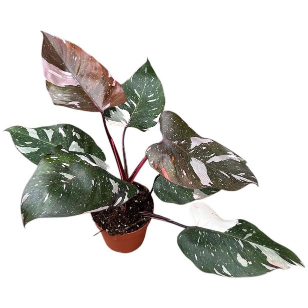 FILODENDRON ANDERSON PINK L14 CM