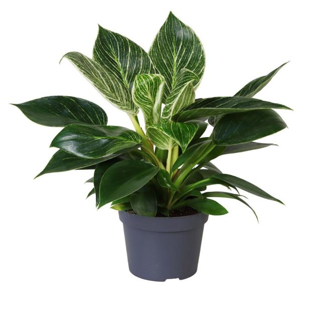 FILODENDRON BIRKIN L14 CM