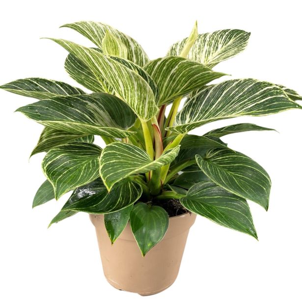 FILODENDRON BIRKIN WHITE WAVE L12 VIŠ 25 CM