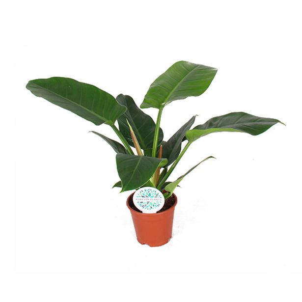 FILODENDRON IMPERIAL GR. L14