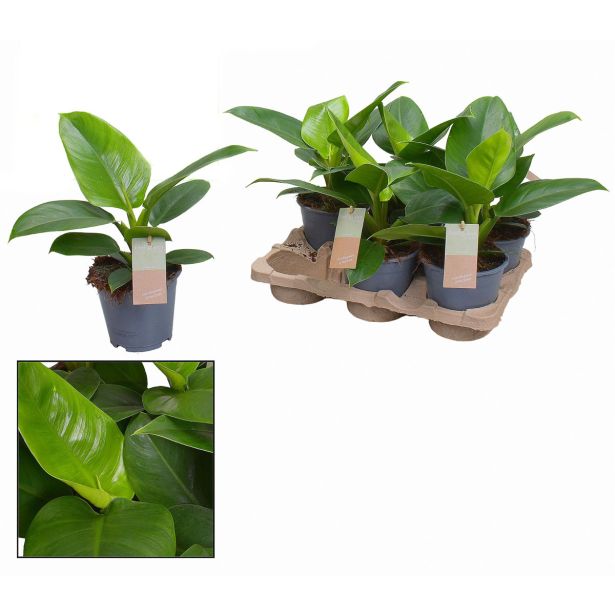 FILODENDRON IMPERIAL GR. L14