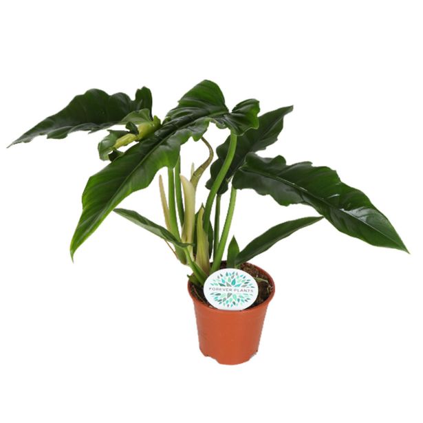 FILODENDRON NARROW L14