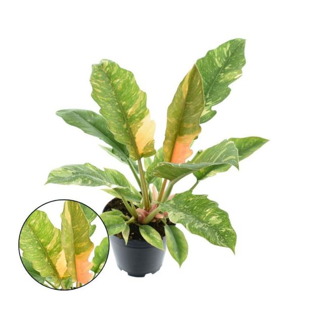 FILODENDRON RING OF FIRE L14 CM