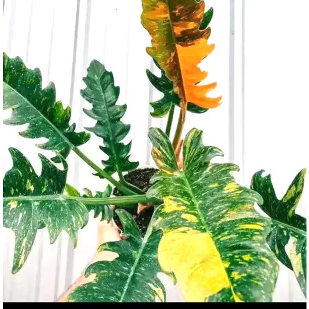 FILODENDRON RING OF FIRE L14 CM