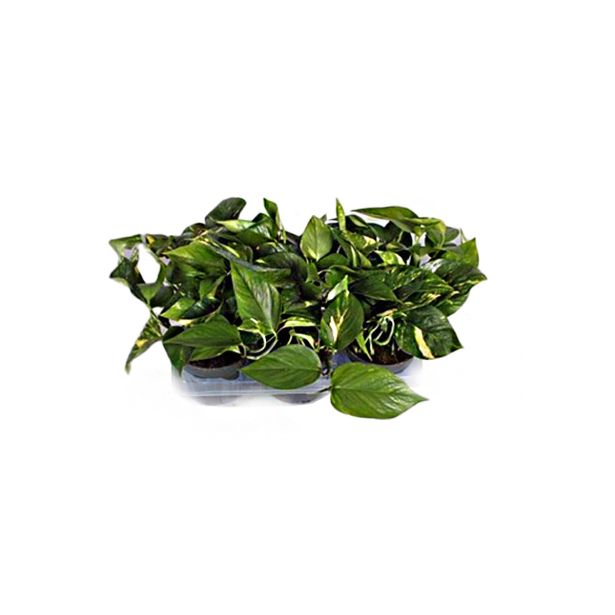 FILODENDRON SCADENS BRASIL L12 VIŠ 15 CM