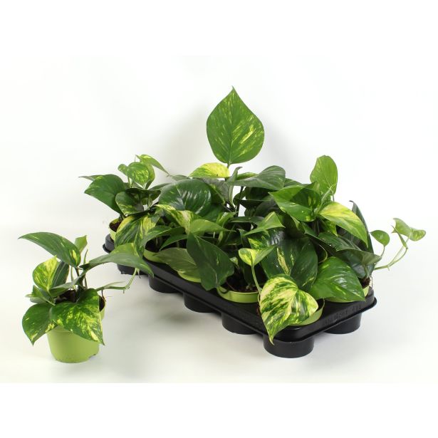 FILODENDRON SCADENS BRASIL L12 VIŠ 15 CM