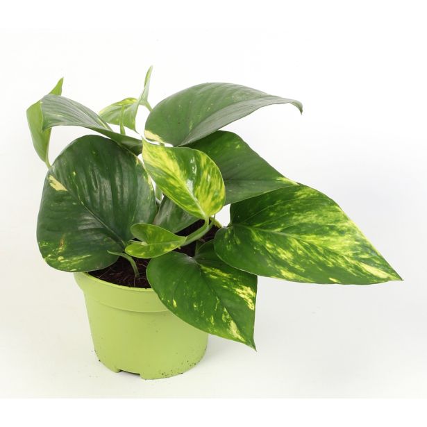 FILODENDRON SCADENS BRASIL L12 VIŠ 15 CM