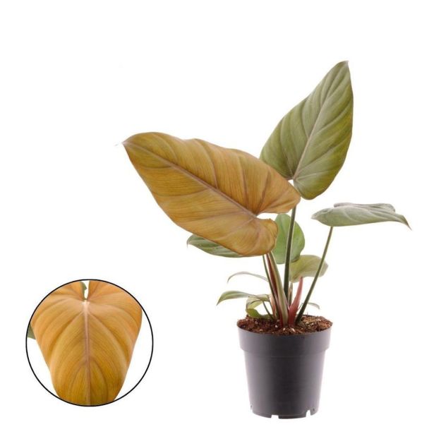FILODENDRON SUMMER GLORY L14 CM