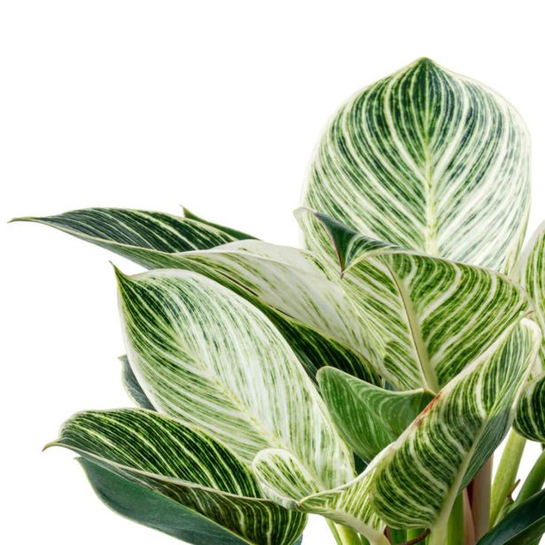 FILODENDRON WHITE STRIPE L12 CM