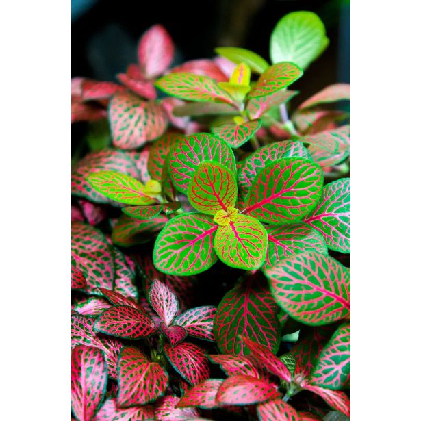 FITONIJA MIX L8.5CM