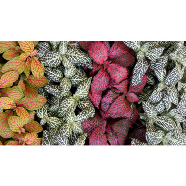 FITONIJA MIX L8.5CM