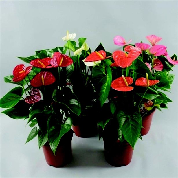 FLAMINGOVEC 4BARVE L17