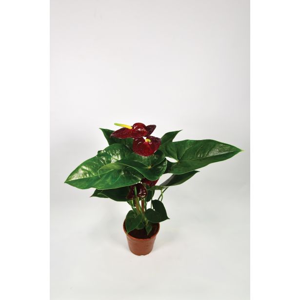 FLAMINGOVEC ARAMON L14