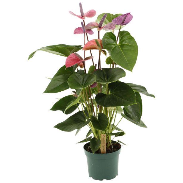 FLAMINGOVEC CAVALLI L17 CM