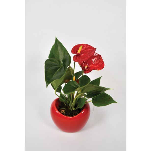 FLAMINGOVEC DIJAMANT L7