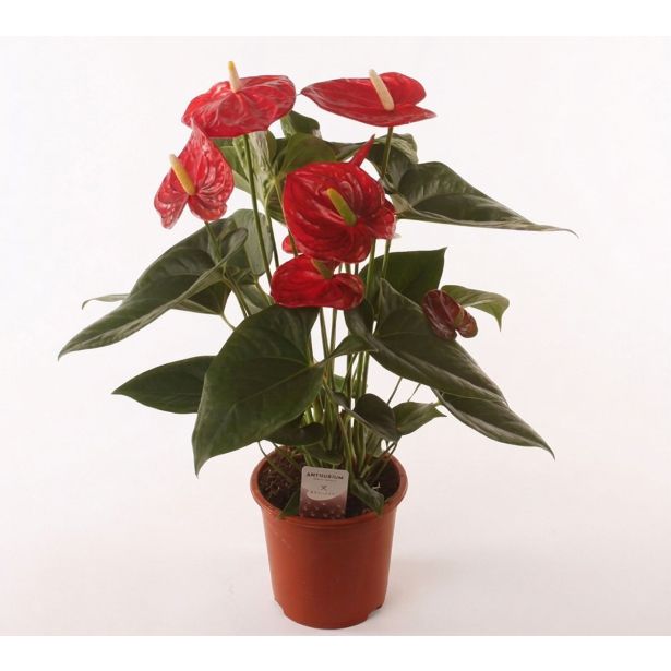 FLAMINGOVEC EASY RED L14 CM