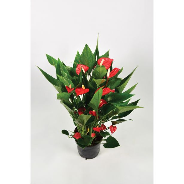 FLAMINGOVEC MINI CVET L12