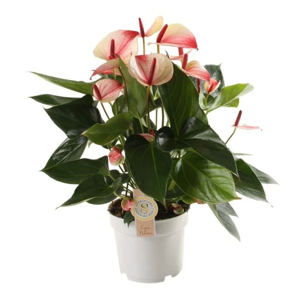 FLAMINGOVEC MYSTIQUE L17 CM