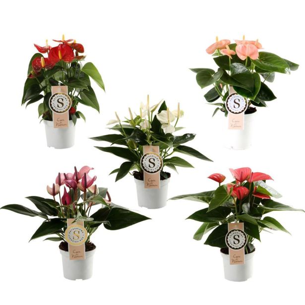 FLAMINGOVEC PREMIUM MIX L9 CM