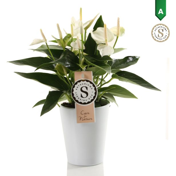 FLAMINGOVEC WHITE CHAMPION L9