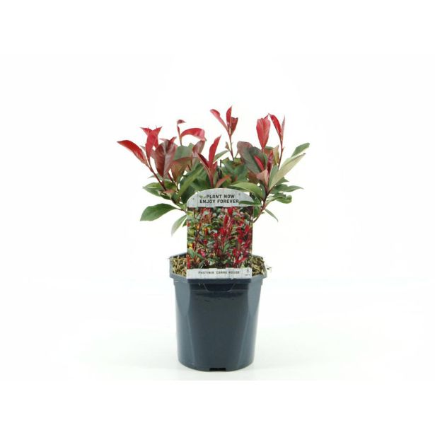 FOTINIJA CARRE ROUGE L23 CM