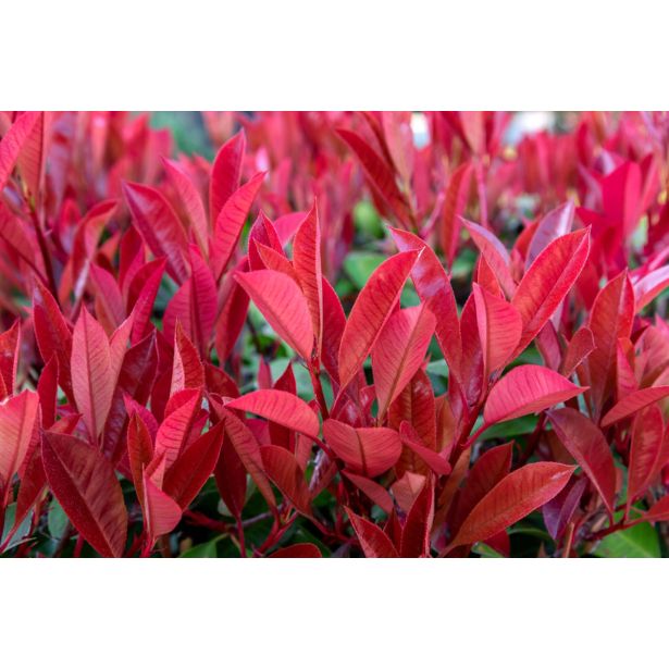 FOTINIJA CARRE ROUGE L23 CM