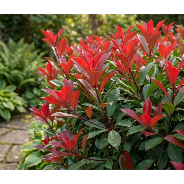 FOTINIJA CARRE ROUGE L9.5 CM