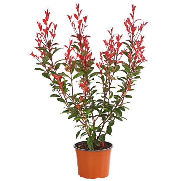 FOTINIJA FOTINIJA RED ROBIN L15