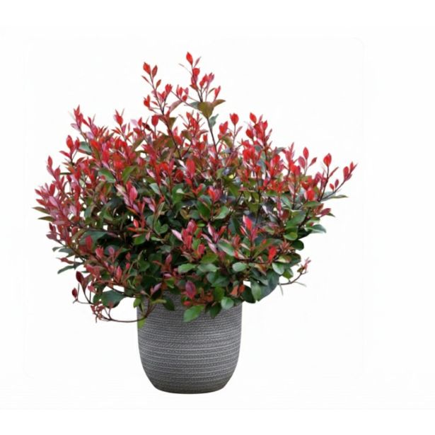 FOTINIJA FRAS. LITTLE RED ROBIN L 2L