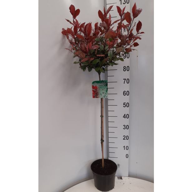 FOTINIJA LITTLE RED ROBIN L23