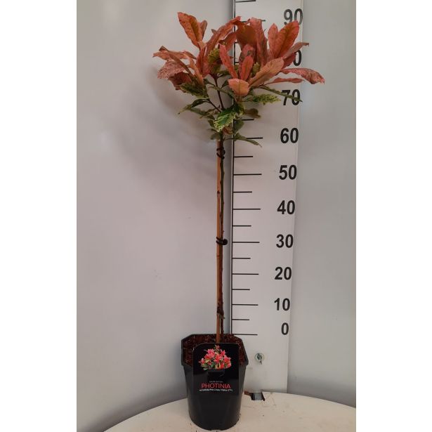 FOTINIJA PINK CRISPY L21