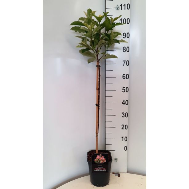 FOTINIJA PINK CRISPY L21