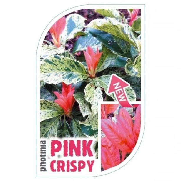 FOTINIJA PINK CRISPY NA STEBLU L28 V90