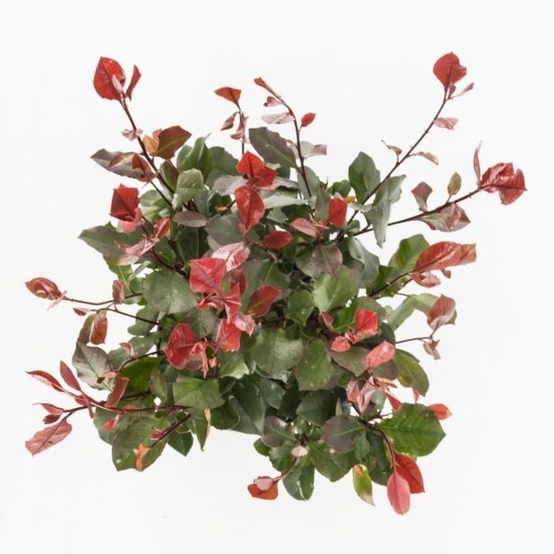 GRM FOTINIJA RED ROBIN L23