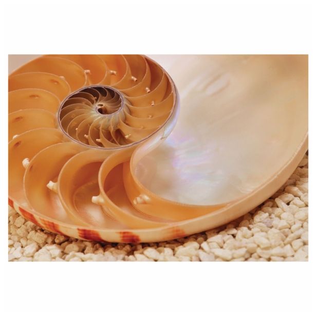 FOTOTAPETA 1-DELNA NAUTILUS NG 184X127 CM KOMAR