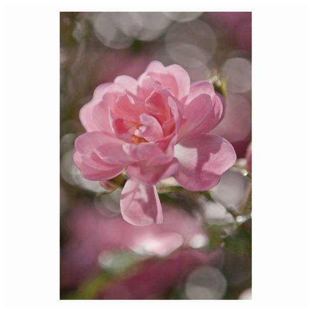 FOTOTAPETA 4-DELNA BOUQUET 184X254 CM KOMAR