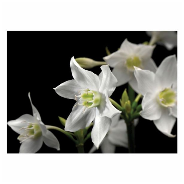 FOTOTAPETA 4-DELNA HEAVEN ONEARTH 254X184 CM KOMAR