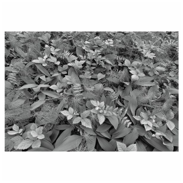 FOTOTAPETA 8-DELNA FOREST FLOOR 368X254 CM KOMAR