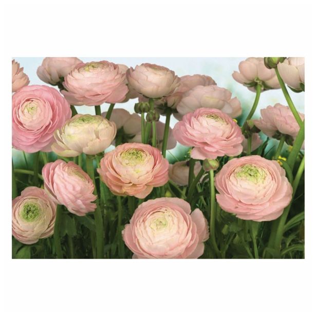 FOTOTAPETA 8-DELNA GENTLE ROSÉ 368X254 CM KOMAR