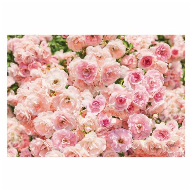 FOTOTAPETA 8-DELNA ROSA  368 X 254 CM KOMAR