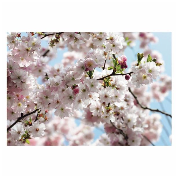 FOTOTAPETA 8-DELNA SPRING 368X254 CM KOMAR