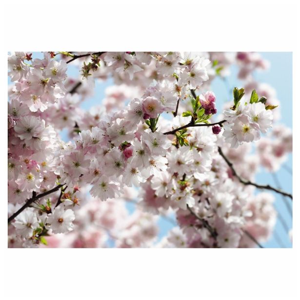 FOTOTAPETA 8-DELNA VLIES SPRING 368X254 CM KOMAR