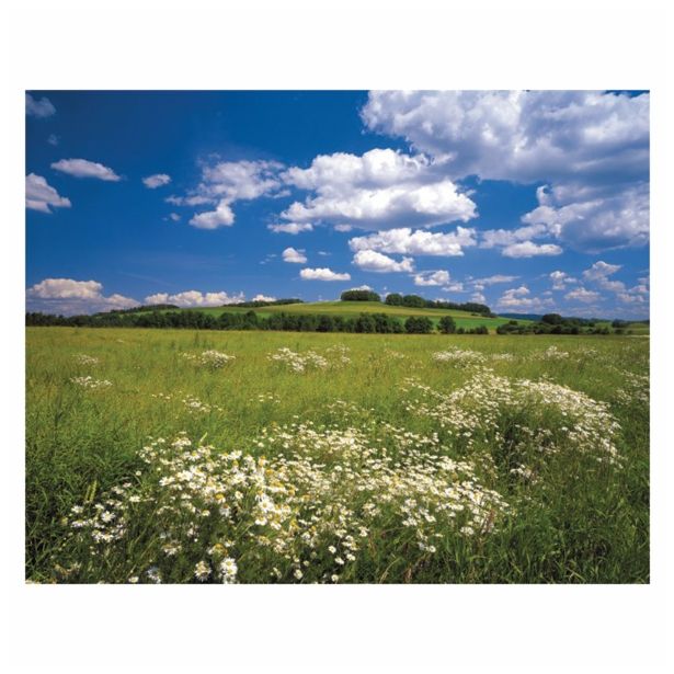 FOTOTAPETA8-DELNA MEADOV 368X254 CM KOMAR