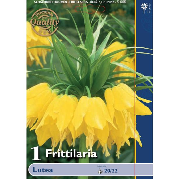 POMLADI CVETOČA ČEBULICA FRITILLARIA LUTEA 20/22 1 KOS