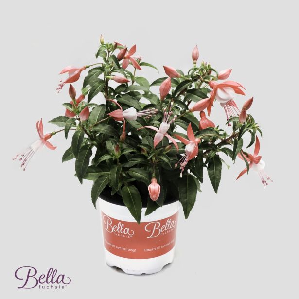 SEZONSKA RASTLINA FUKSIJA POKONČNA MIX L12