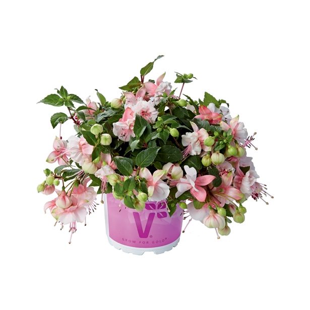 FUKSIJA VOLMARY X HYBRIDA FAIRY L12