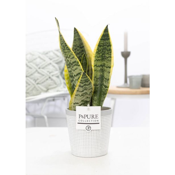 TAŠČIN JEZIK FUTURA SUPERBA L12