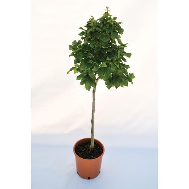 LISTAVEC GABER 'MONUMENTALIS' L24