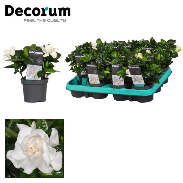 CVETOČA SOBNA RASTLINA GARDENIJA L9